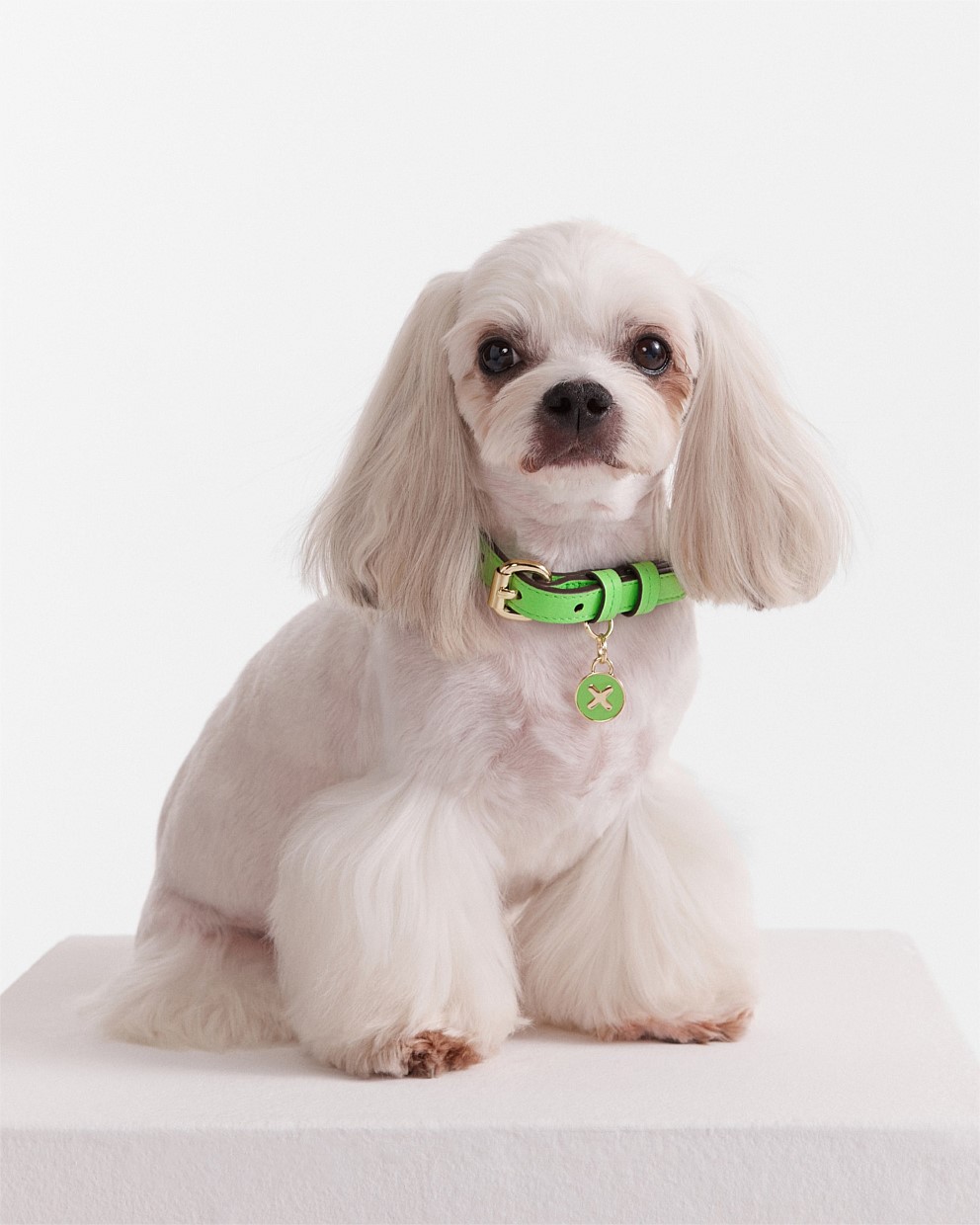 Spiced Apple Pooch Small Collar Sale Mimco